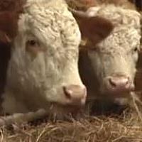 New animal breeding rules set for 2018