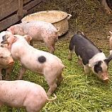 WTO rules Russian EU pork ban illegal