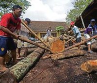 Indonesia, EU set date for start of timber licensing