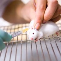 EU Court rules out loophole on animal testing