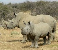 Euro-MPs urge bolder action to end illegal wildlife trade