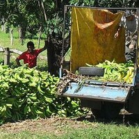 MEPs approve safeguards for EU banana growers against Ecuador imports