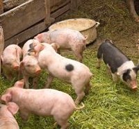 Russian pork ban illegal, WTO confirms