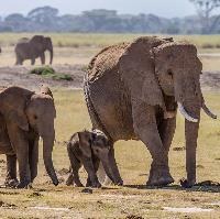 Euro-MPs urge better use of trade tools to combat wildlife trafficking