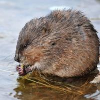 Muskrat, alligator weed added to EU alien species list