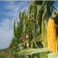 EU Court upholds Italian farmer use of GM crops