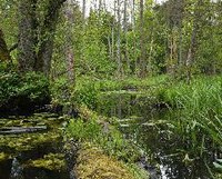 Illegal Bialowieza logging could cost Poland EUR 100,000 a day