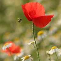 EU mulls action to halt decline of pollinators