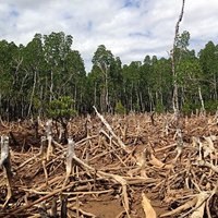 EU Parliament demands urgent action to meet 2020 goal on deforestation