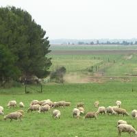 MEPs look to protect farmers against unfair trading practices