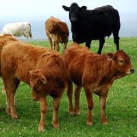 EU agrees aid package for Irish beef producers