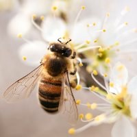 MEPs block watering down of measures to protect bees