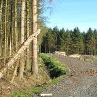 Council welcomes new EU forest strategy for 2030