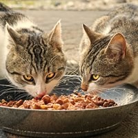 EU labelling boost for organic pet food 