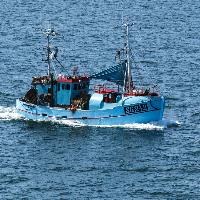 Progress on sustainable fishing, more needed: EU