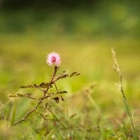 Businesses meet to launch charter for nature-positive economy