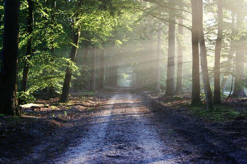 Forest walk - Image by bertvthul on Pixabay