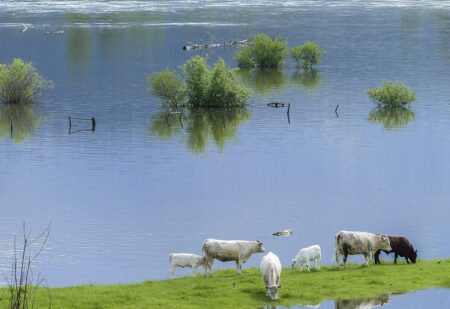 Cows flooded farm - Image by Brigitte Werner from Pixabay